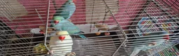 Parrots birds for sale: Indian ringnecks for sale READY TO GO - Advert 2