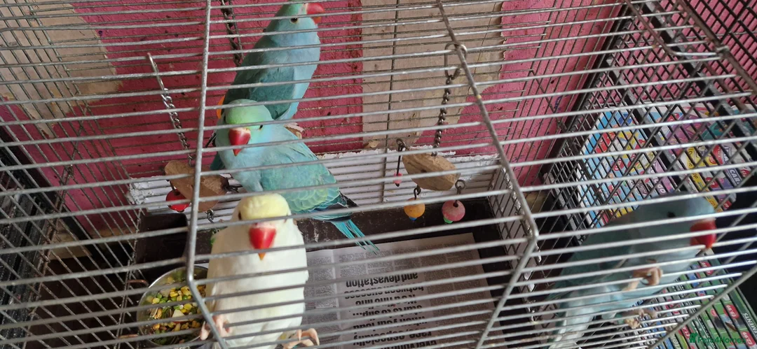 Parrots birds for sale: Indian ringnecks for sale READY TO GO - Advert 2