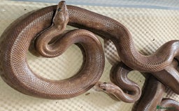 Boa Snake reptiles for sale: Columbian rainbow boa and king snakes - Image 4
