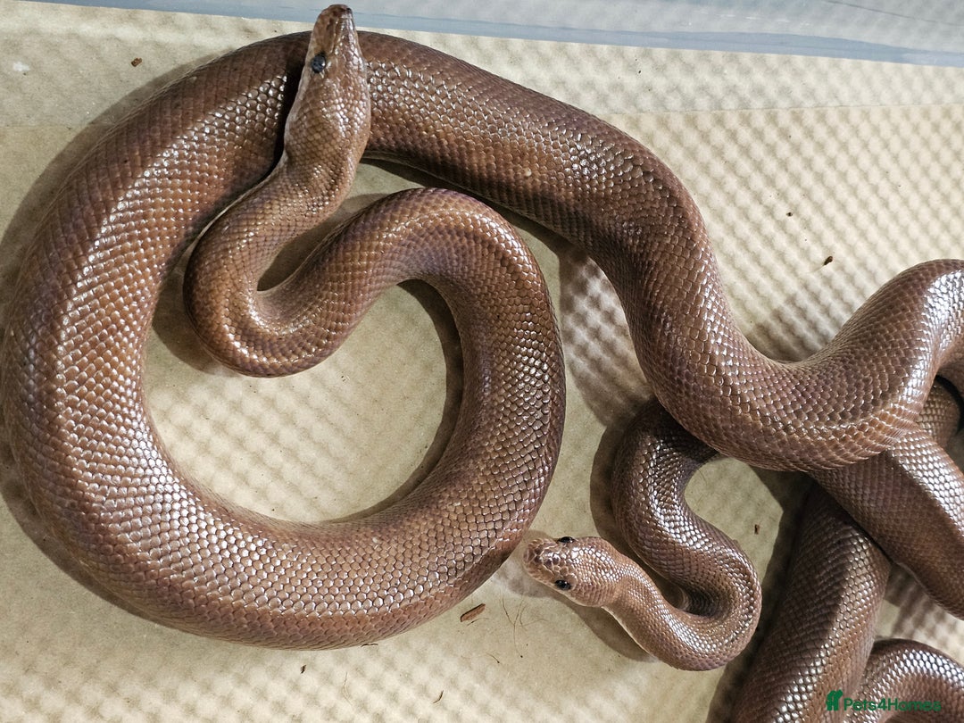 Boa Snake reptiles for sale: Columbian rainbow boa and king snakes - Image 4