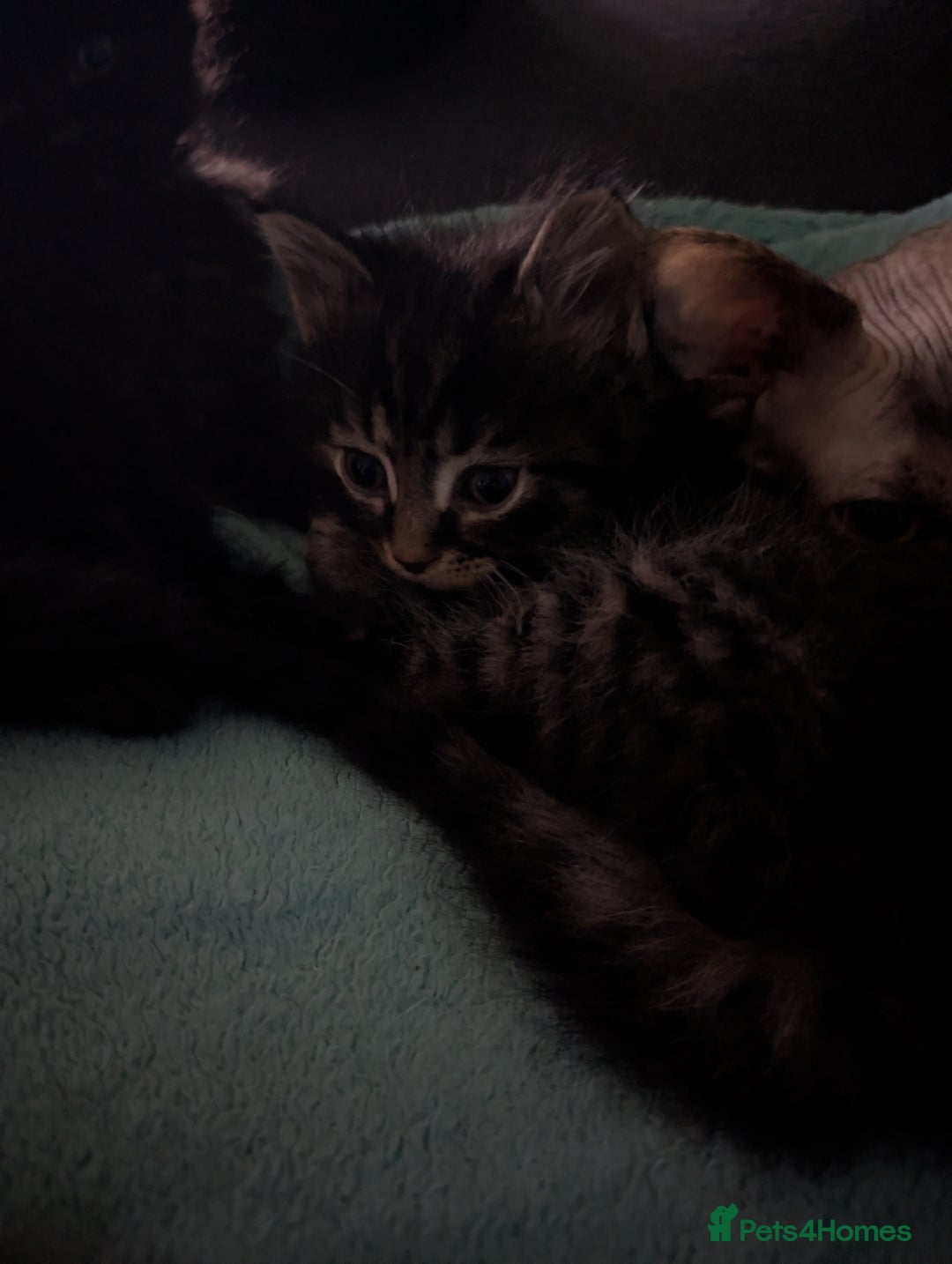 Mixed Breed cats for sale: Spynx X maincoon  - Image 17