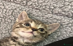 Mixed Breed cats for sale: Adorable mixed breed kittens  - Advert 12