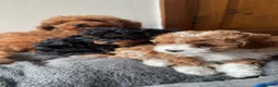 Cavapoo dogs for sale: F2B Cavapoo puppies  - Advert 9