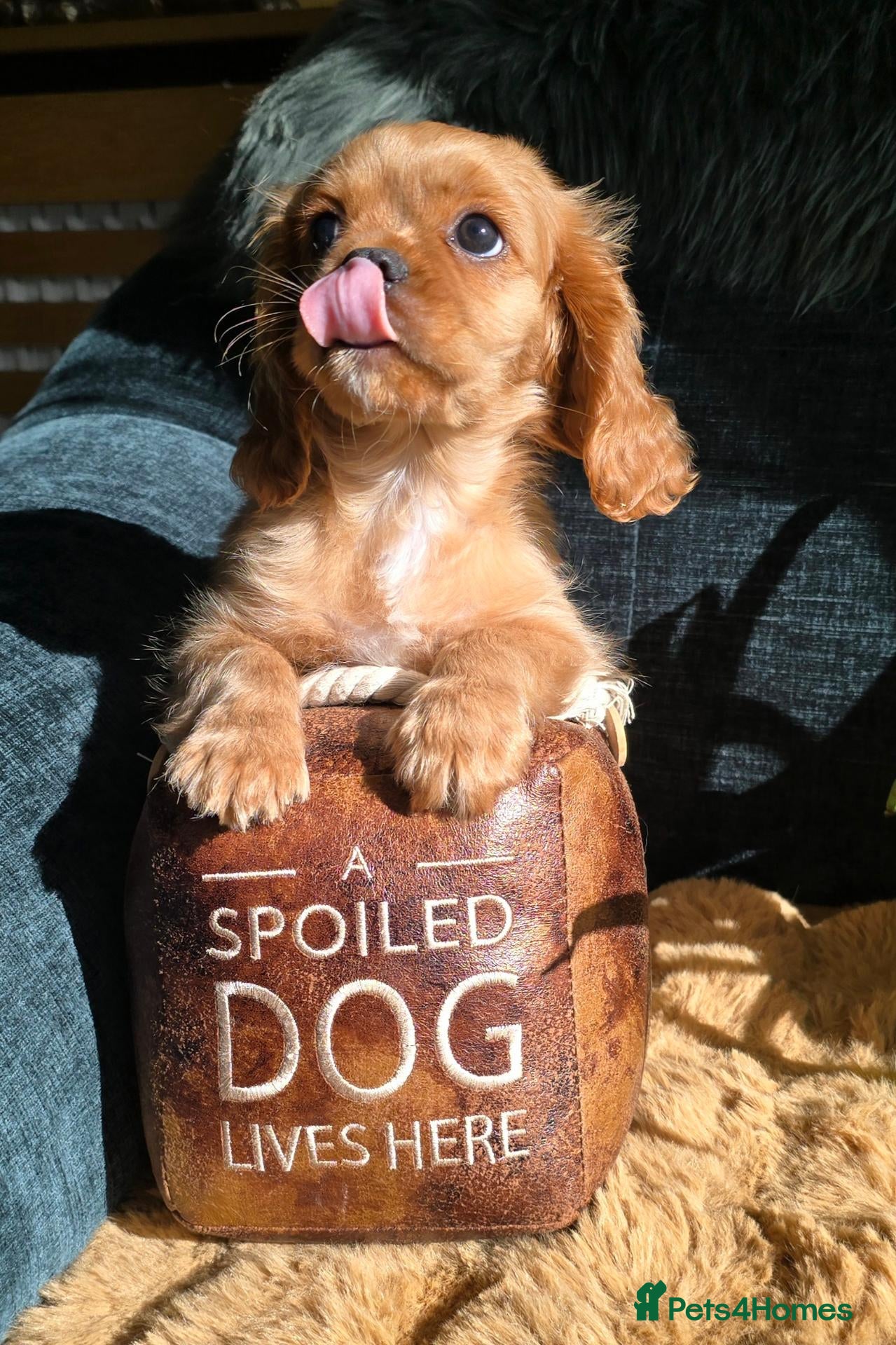 Cavalier King Charles Spaniel dogs Beautiful  Cavalier  puppies  - Advert 1