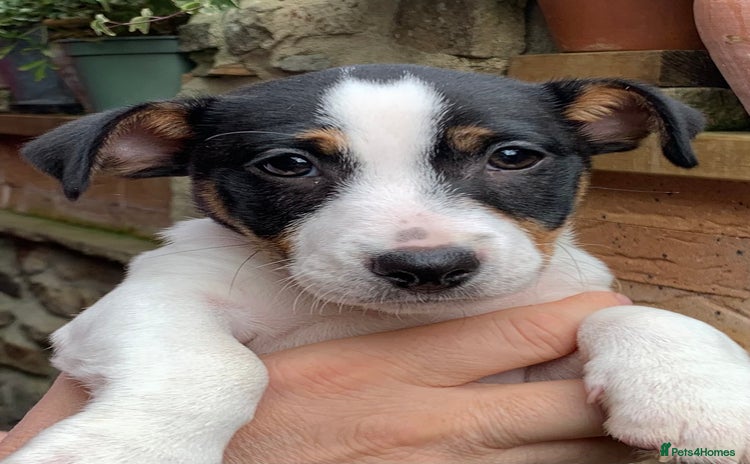 Jack Russell dogs - Advert 1