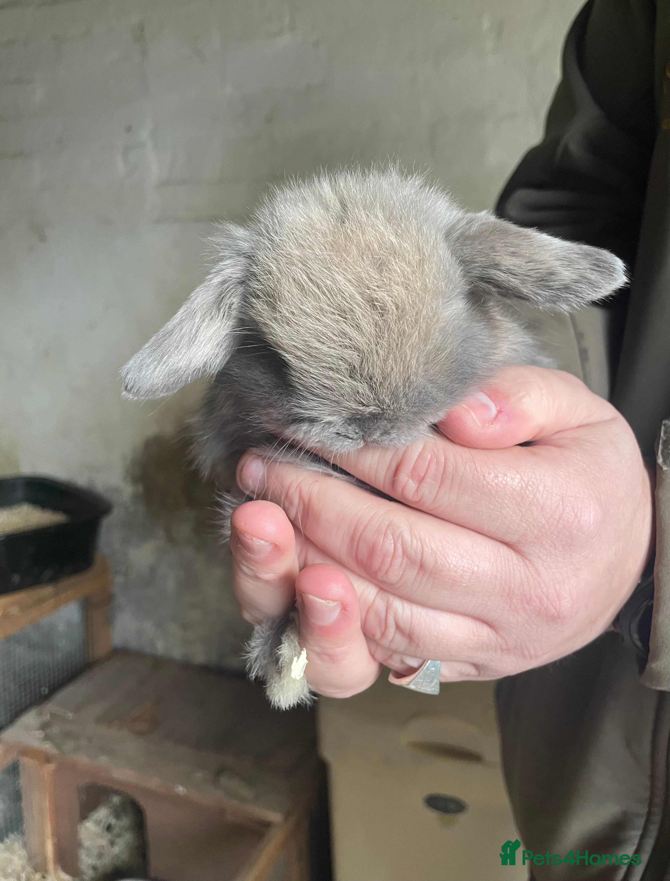 Mini Lop rabbits Stunning Mini Lops - Advert 2
