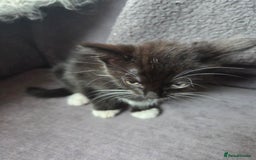 Mixed Breed cats for sale: Mixed breed kittens - Image 12