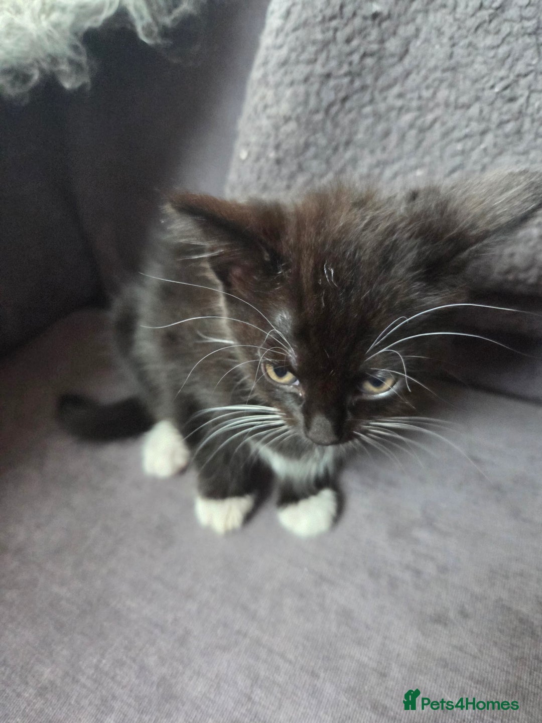 Mixed Breed cats for sale: Mixed breed kittens - Image 12