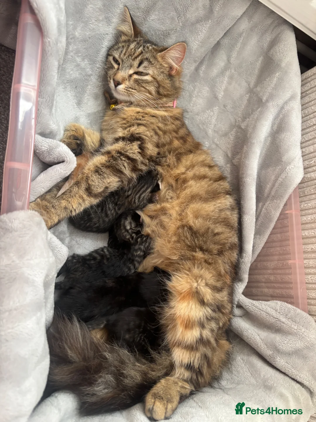 British Shorthair cats for sale: 4 beautiful kittens looking for new homes in Woodbridge - Advert 7