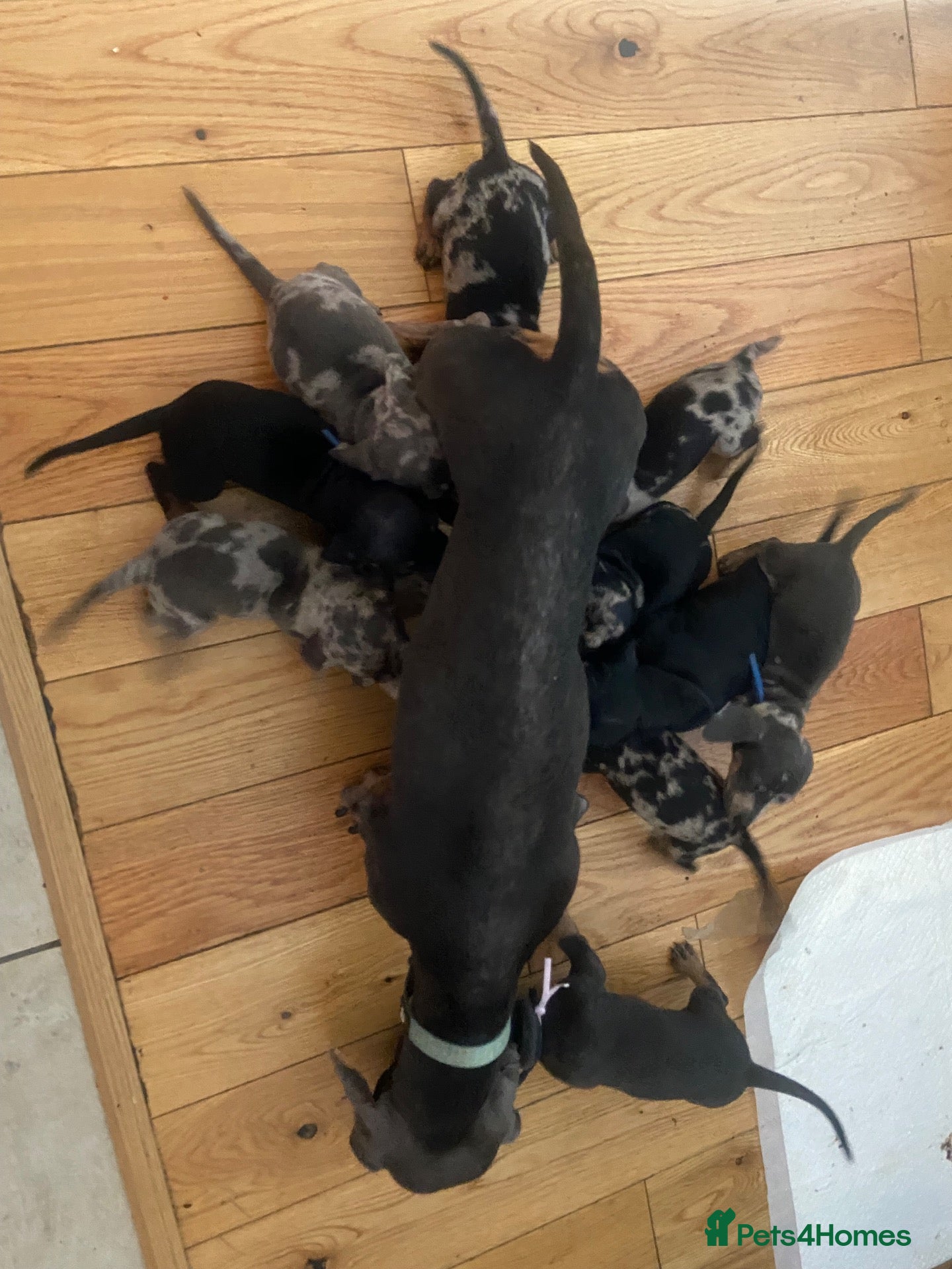 Dachshund dogs Lovely playful daucshund puppies  - Advert 4