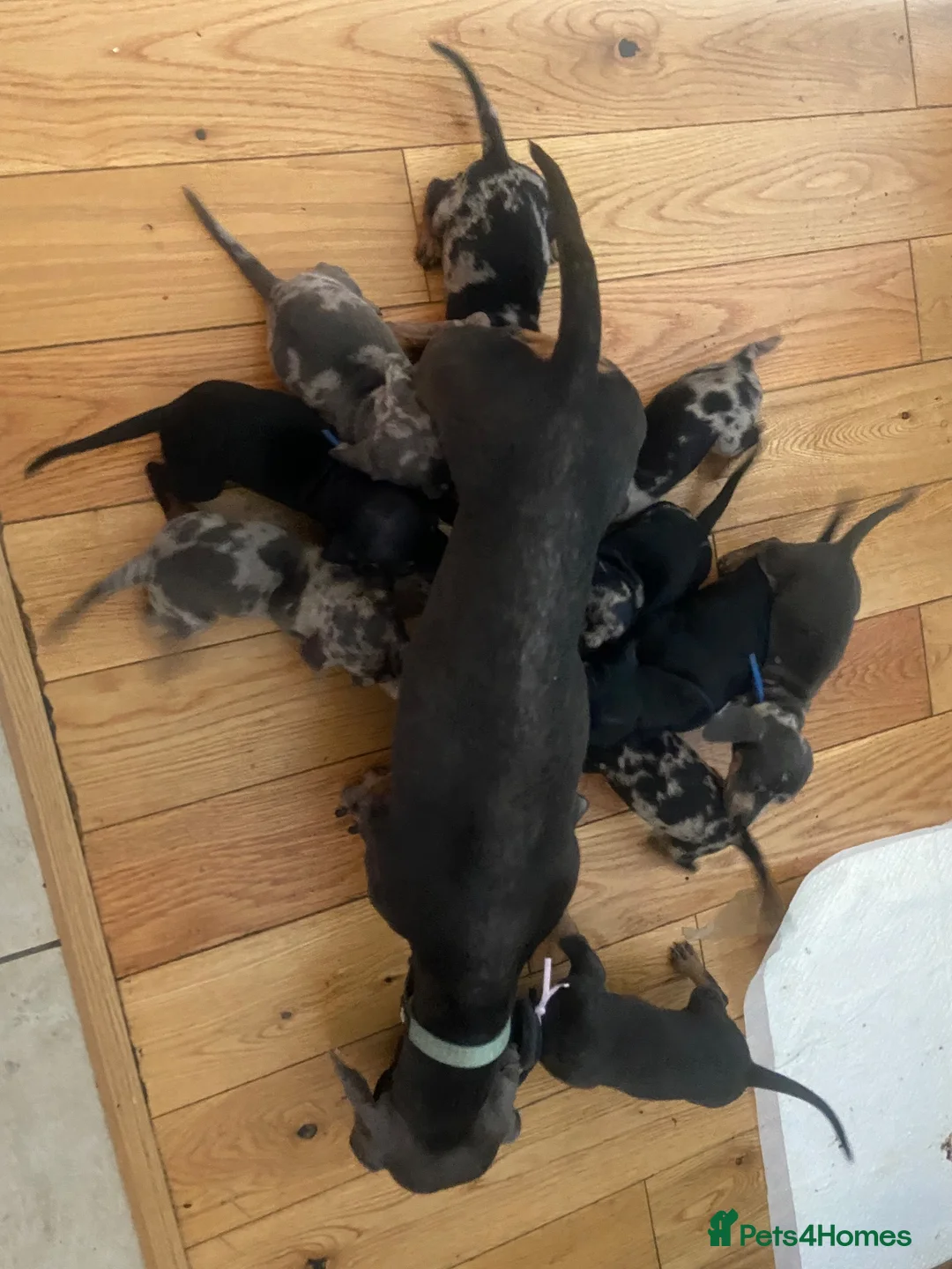 Dachshund dogs for sale: Lovely playful daucshund puppies  in Glasgow - Advert 1