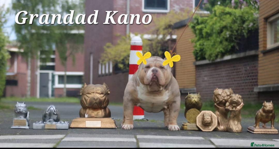 American Bully dogs for sale: 9 week old pocket bully pups, well known bloodline - Image 19