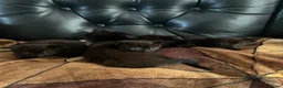 Domestic Shorthair cats for sale: KITTENS  - Advert 2