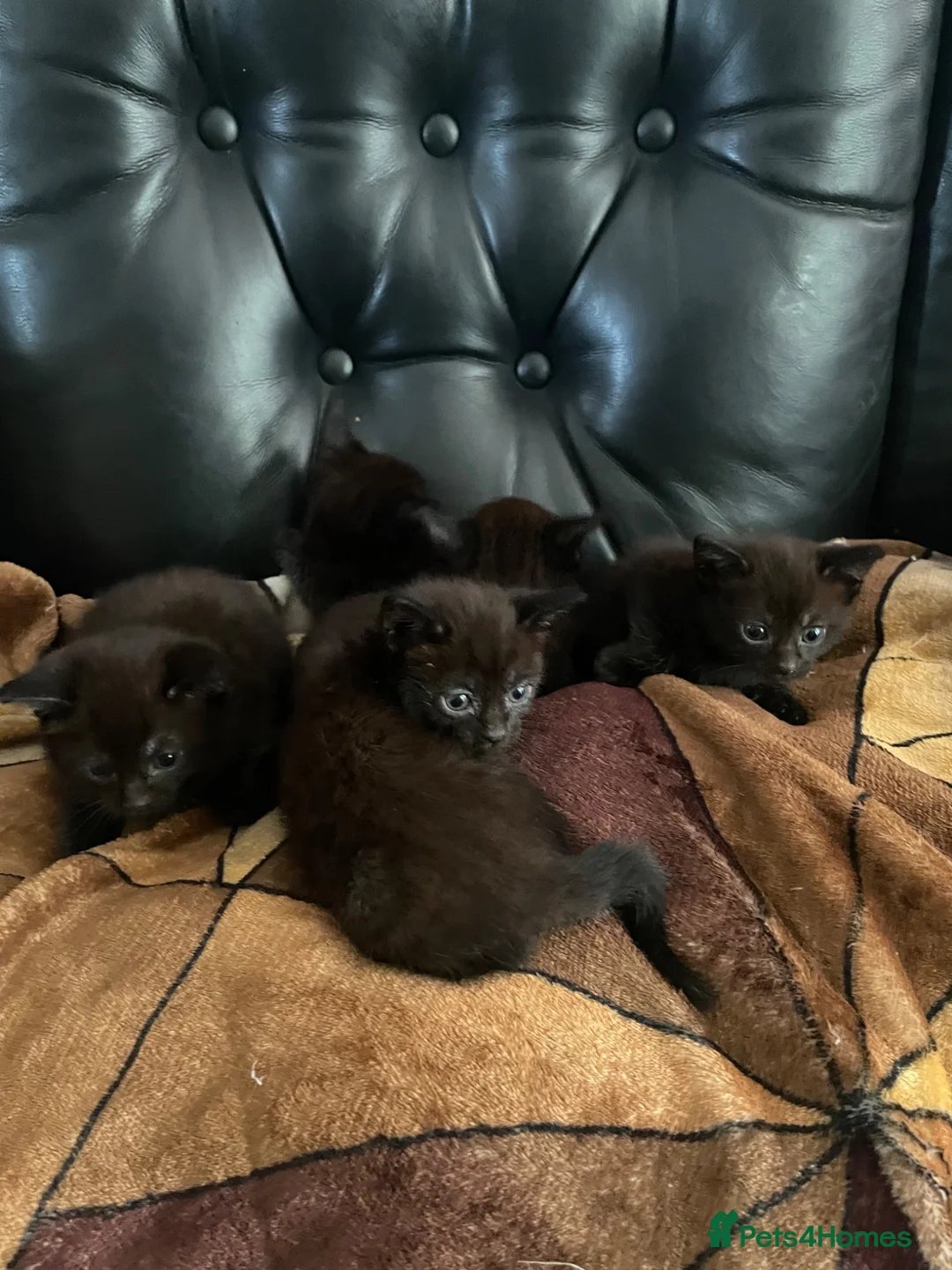 Domestic Shorthair cats for sale: KITTENS  - Advert 2