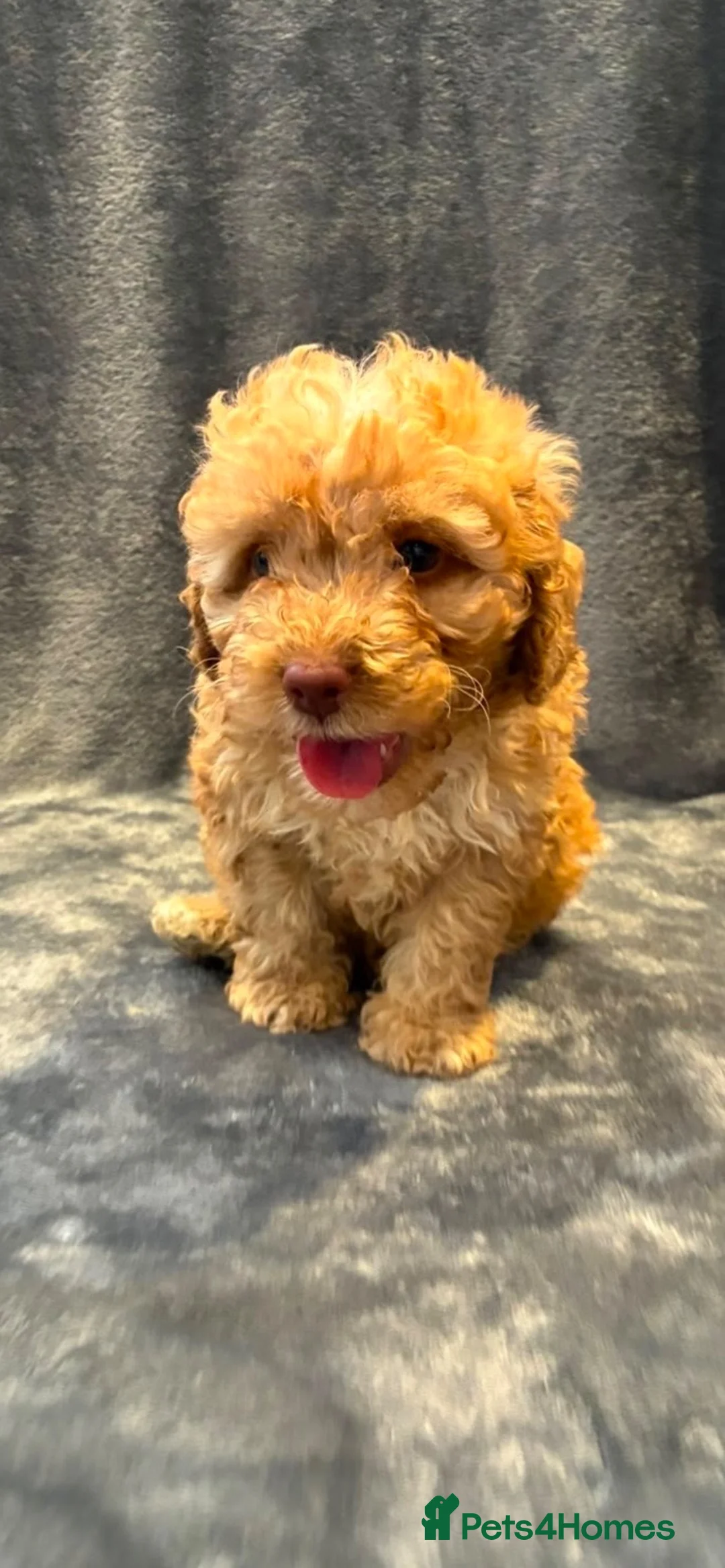 Toy Poodle dogs for sale: 5 toy poodle puppies - Advert 8
