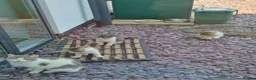 Mixed Breed cats for sale: 2 lively kittens for sale in Ilkeston - Advert 11