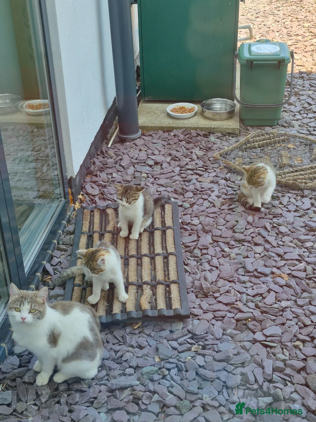 Mixed Breed cats for sale: 2 lively kittens for sale in Ilkeston - Advert 11