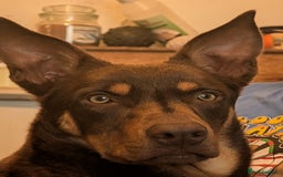 Australian Kelpie dogs for sale: Australian Kelpie male  - Advert 1
