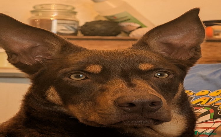 Australian Kelpie dogs Australian Kelpie male  - Advert 1