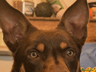 Australian Kelpie dogs Australian Kelpie male - Advert 2