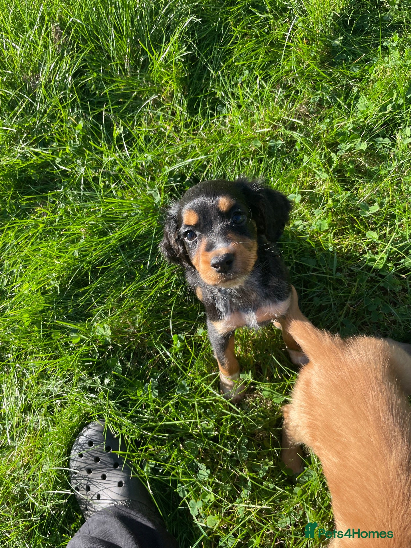 Cocker Spaniel dogs Kc reg working cocker spaniel  - Advert 2