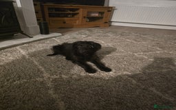 Labradoodle dogs for sale: Labradoodle - Image 1