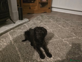 Labradoodle dogs for sale - Advert 1