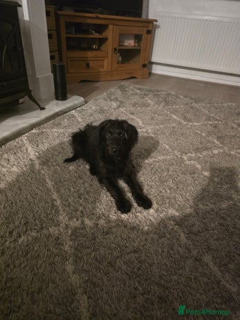 Labradoodle dogs - Advert 7