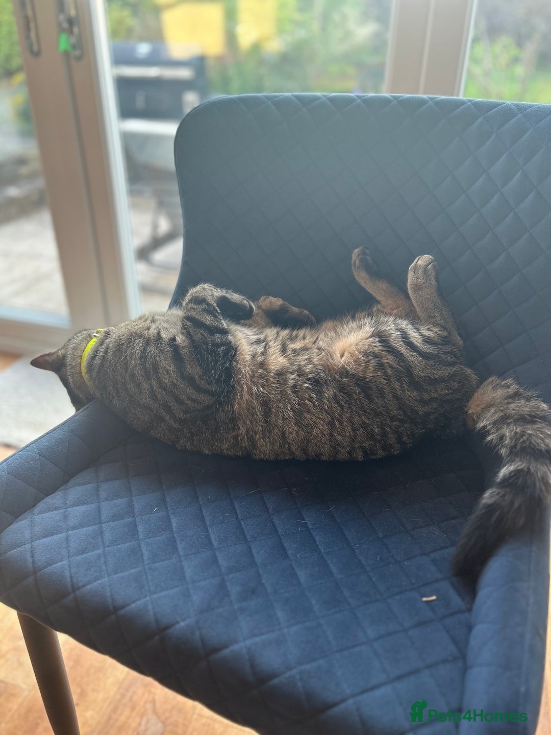 British Shorthair cats for sale: Super friendly cat - Advert 5