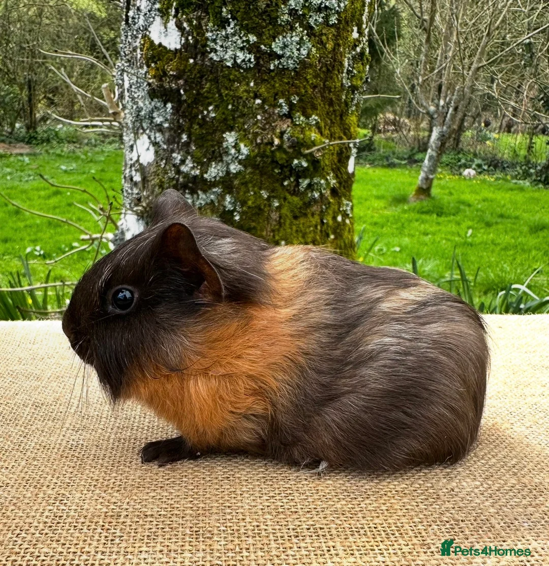 Guinea Pig rodents for sale: Bonded Pair of Baby Boars - Advert 9