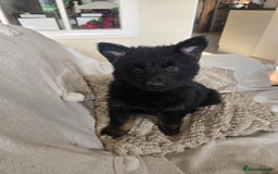 Mixed Breed dogs for sale: German Shepherd x Northern Inuit Puppies - Image 10