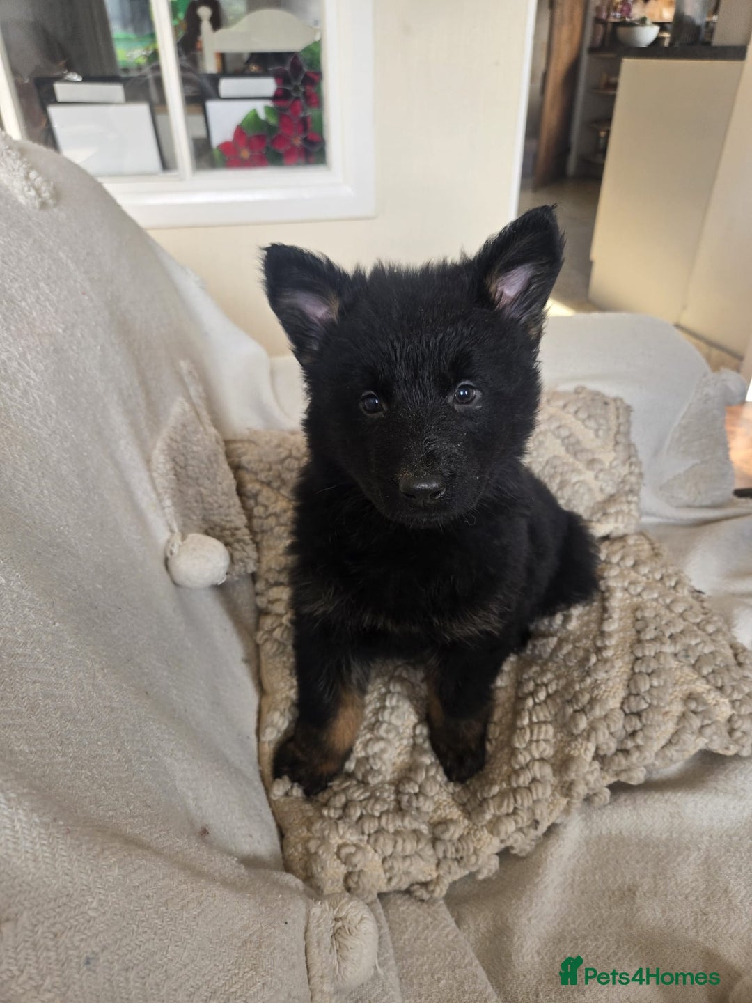 Mixed Breed dogs for sale: German Shepherd x Northern Inuit Puppies - Image 10