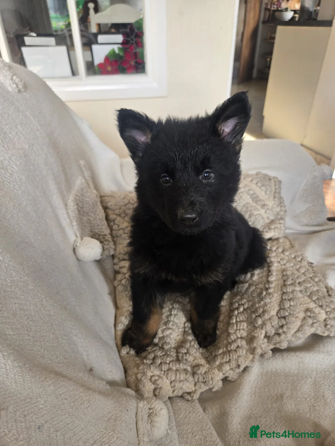 Mixed Breed dogs for sale: German Shepherd X Puppy - ready for a home - Advert 15