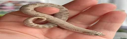 Snake reptiles for sale: Various Western Hognoses - Advert 18