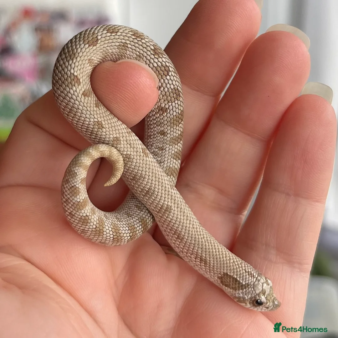 Snake reptiles for sale: Various Western Hognoses - Advert 18