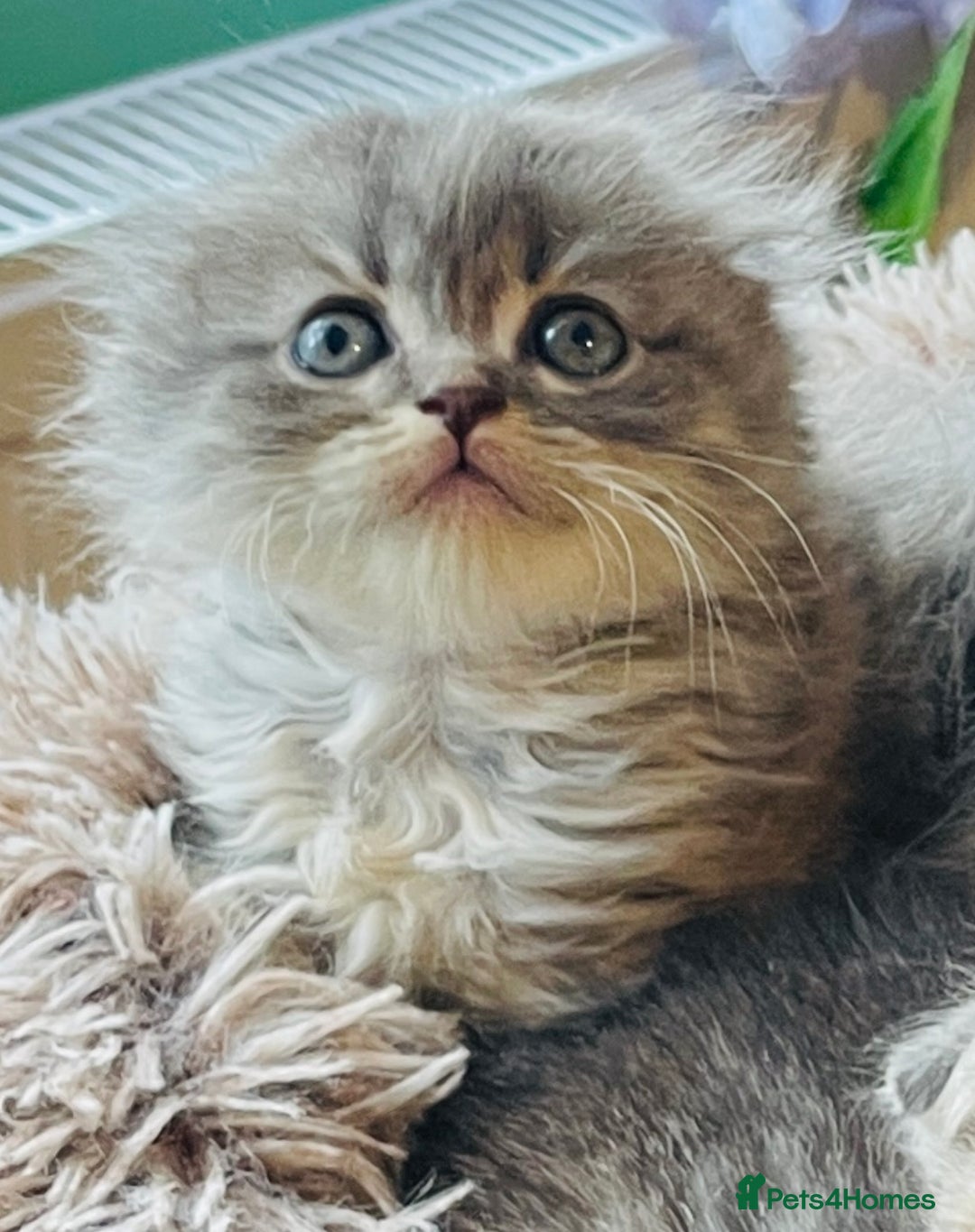 Scottish Fold cats for sale: Beautiful litter looking for new homes ❤️❤️ - Advert 18