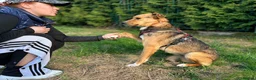 Mixed Breed dogs for adoption: ❤️🐶 TIFFANY – CALM LIKE A LITTLE BUDDHA - Advert 11