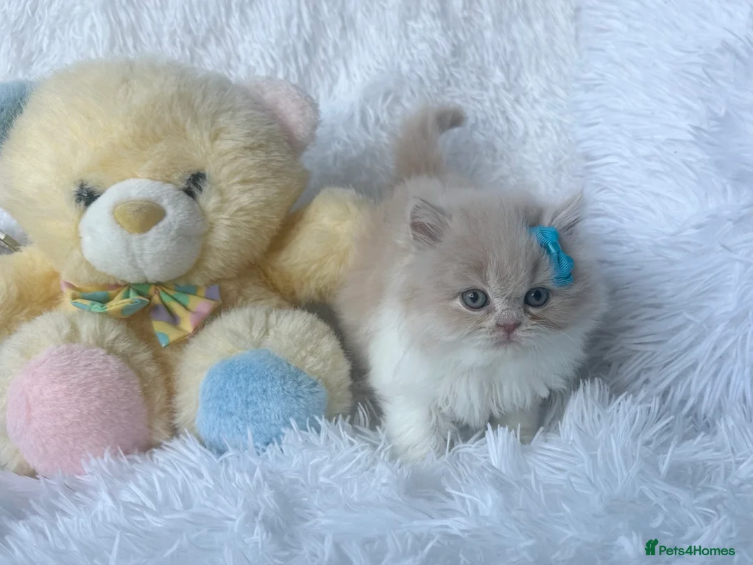 British Shorthair cats for sale: ⭐️ British Shorthair & Longhaired Kittens⭐️  - Advert 3