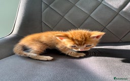 Mixed Breed cats for sale: Beautiful Mixed Kittens (Ginger/Tortie/Black) - Image 12