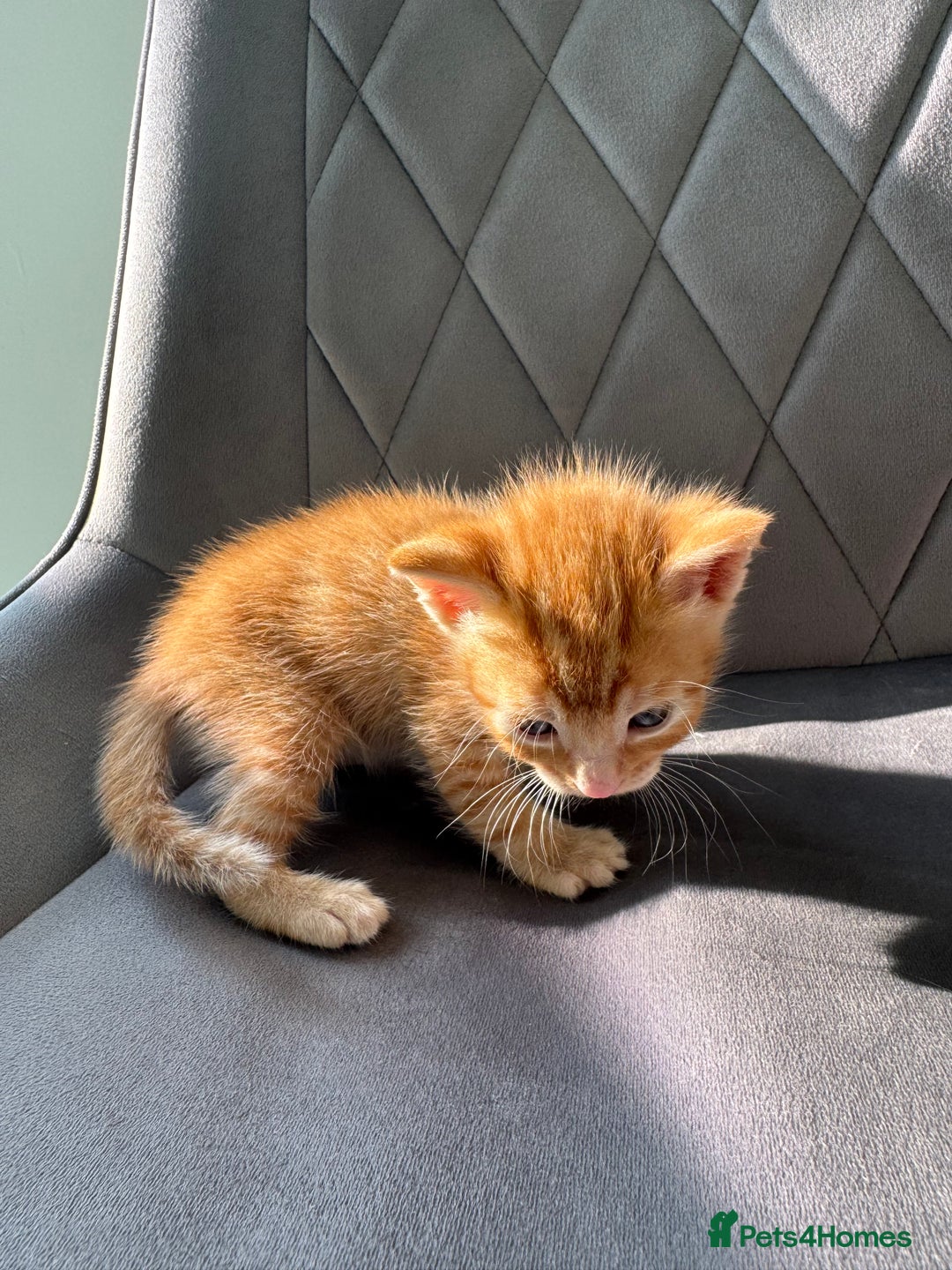 Mixed Breed cats for sale: Beautiful Mixed Kittens (Ginger/Tortie/Black) - Image 12