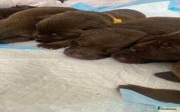 Mixed Breed dogs for sale: Beautiful Family-Raised Sheprador Puppies - Image 3