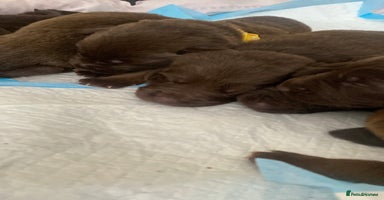 Mixed Breed dogs - Advert 8