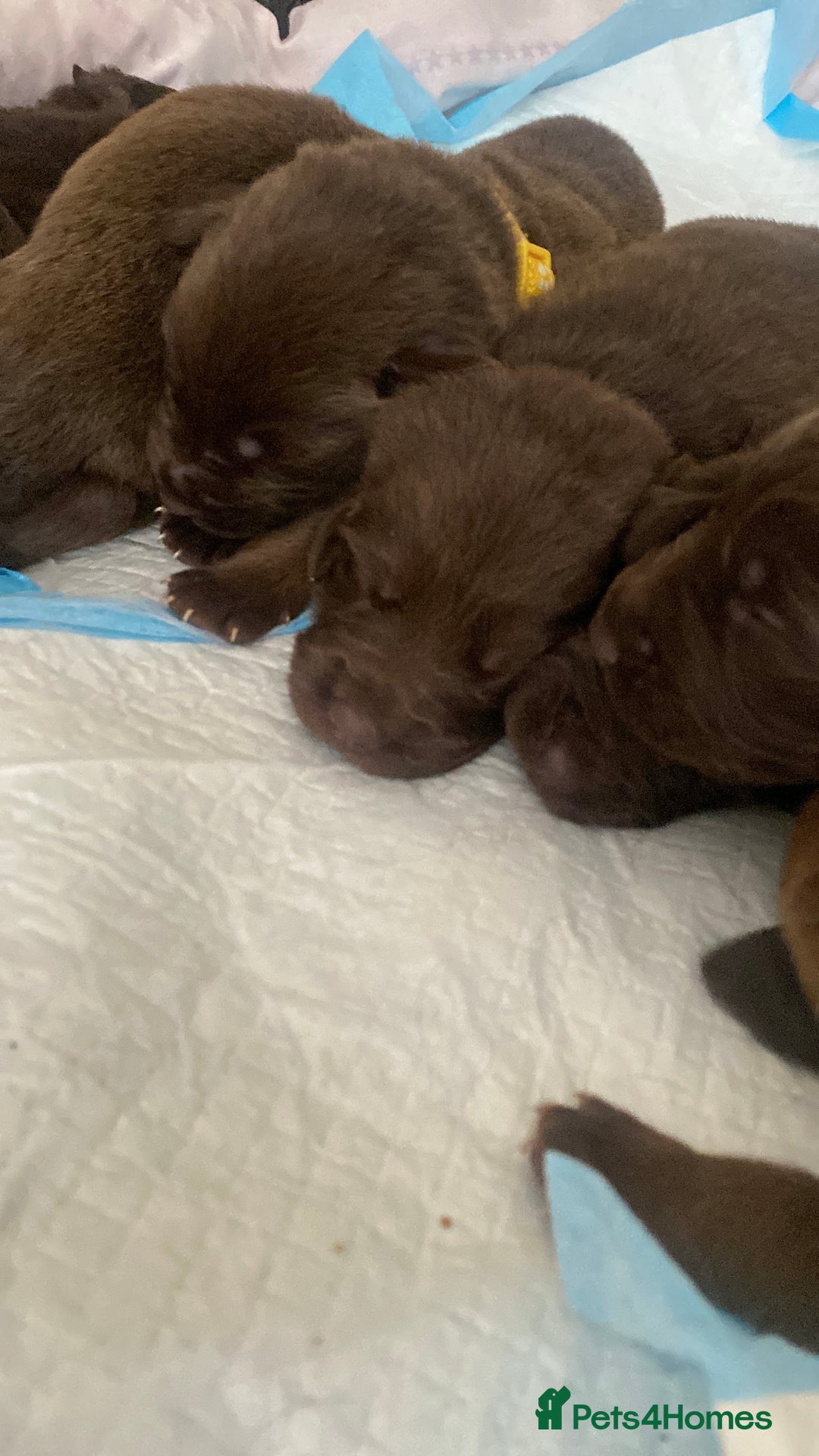 Mixed Breed dogs for sale: Beautiful Family-Raised Sheprador Puppies - Image 3