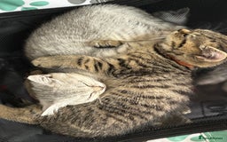 British Shorthair cats for sale: 💎Rare Silver & Spotted BSH Kittens ns 12 & n 24🐾 - Image 37