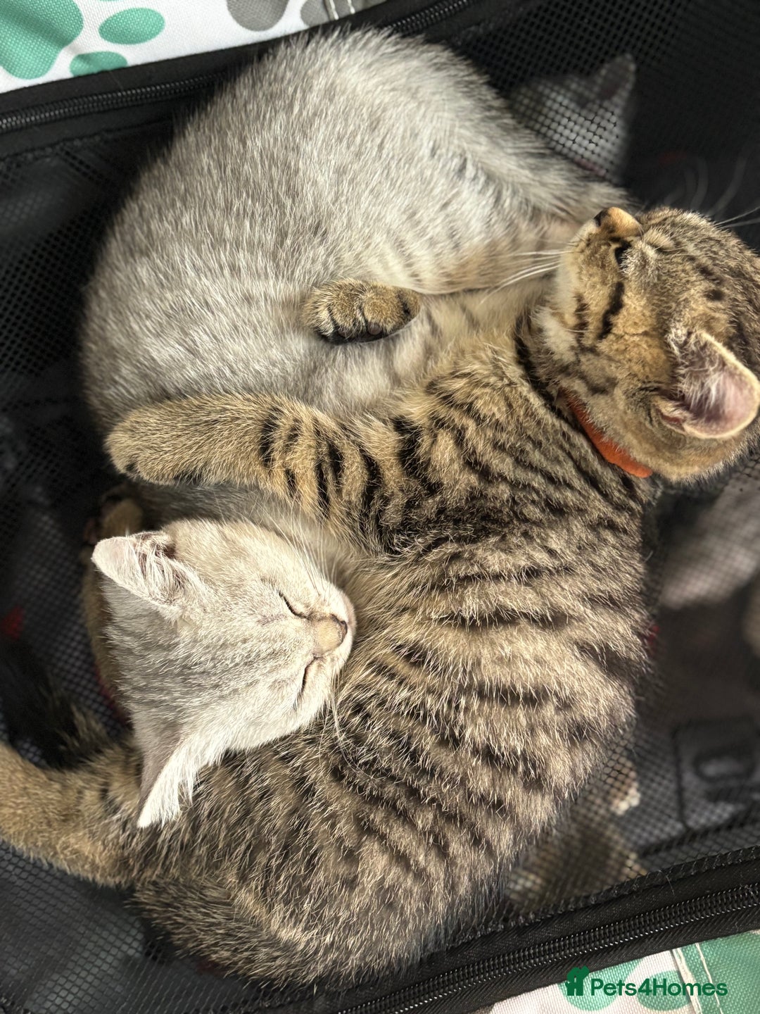 British Shorthair cats for sale: 💎Rare Silver & Spotted BSH Kittens ns 12 & n 24🐾 - Image 37
