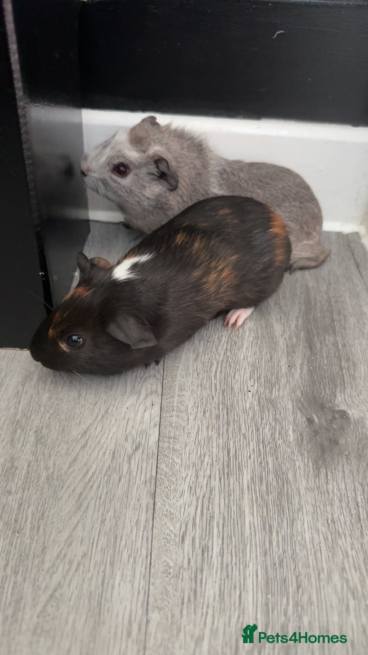 Guinea Pig rodents 3 month old guinea pig boys  - Advert 1