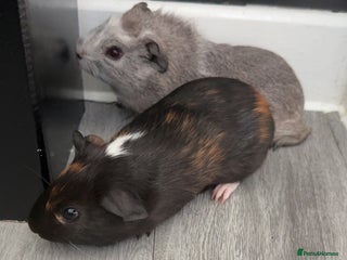 Guinea Pig rodents 3 month old guinea pig boys - Advert 1