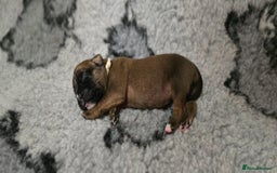 Boxer dogs for sale: Boxer puppies - Image 9