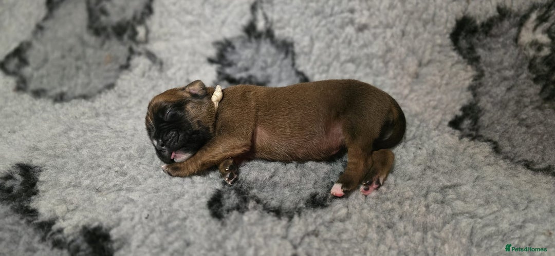 Boxer dogs for sale: Boxer puppies - Image 9