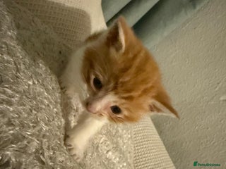 Mixed Breed cats 5 KITTENS IN SEARCH OF THEIR FOREVER HOMES - Advert 11